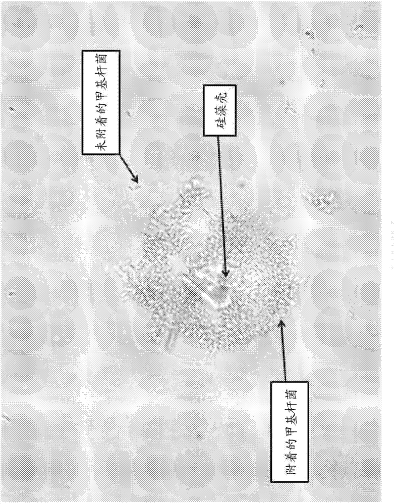 Microbial fermentation methods and compositions
