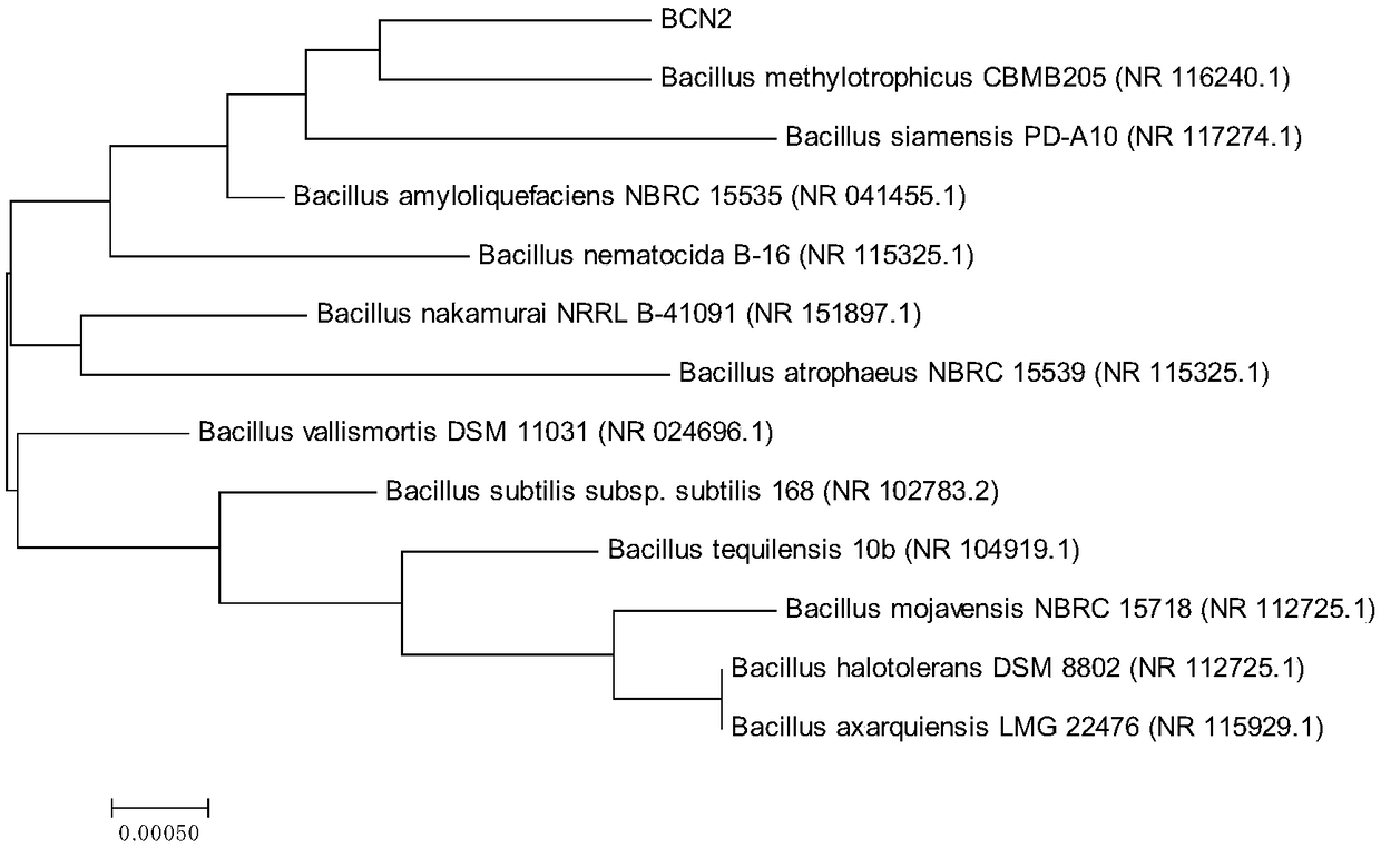 A methylotrophic bacillus strain for biocontrol and application thereof