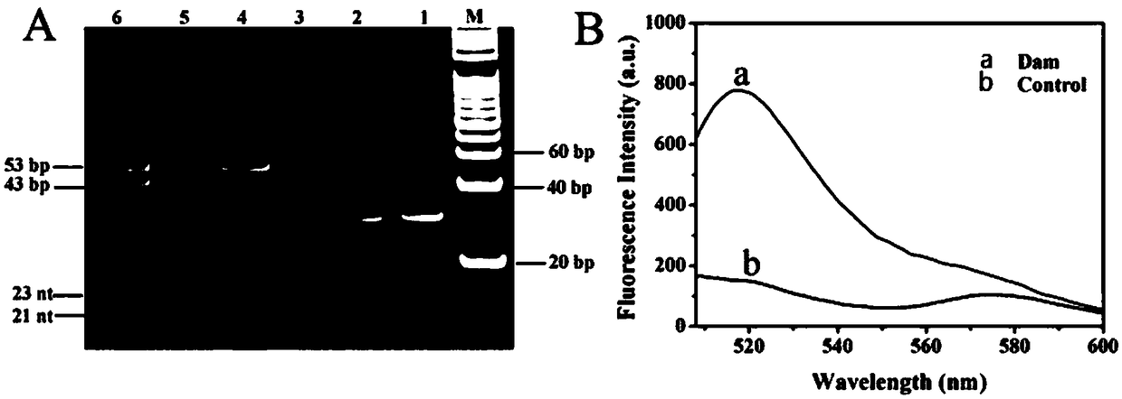 Method for detecting Dam methyltransferase activity based on base excision repair induction