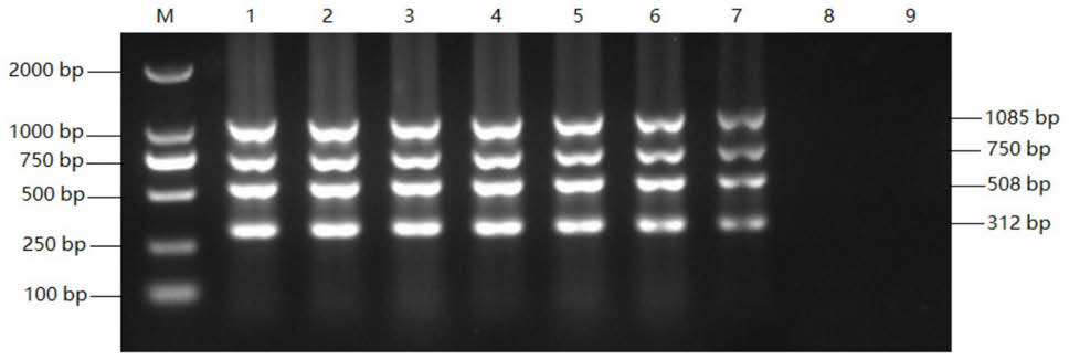 A kind of multiple PCR detection kit for diagnosing fadv/mdv/alv/rev4