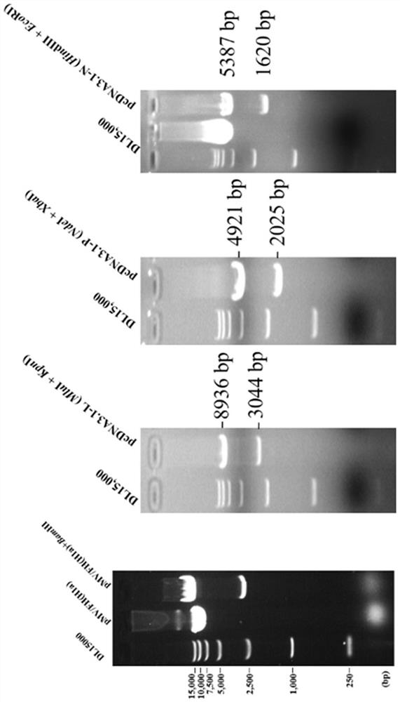 H1a genotype chimeric measles virus attenuated strain as well as preparation method and application thereof