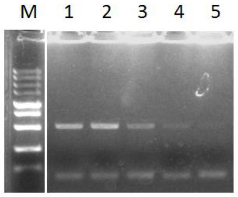 RPA primer and detection method for detecting banana streak virus GF isolate