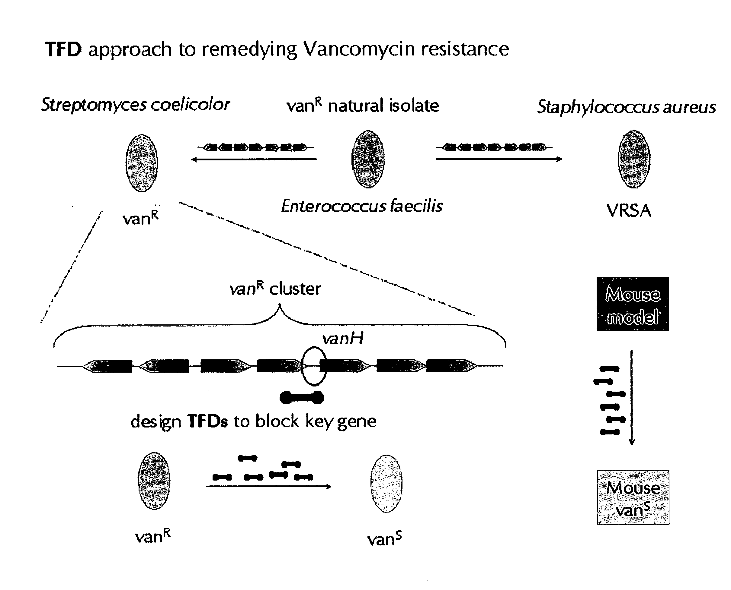 Transcription factor decoys, compositions and methods