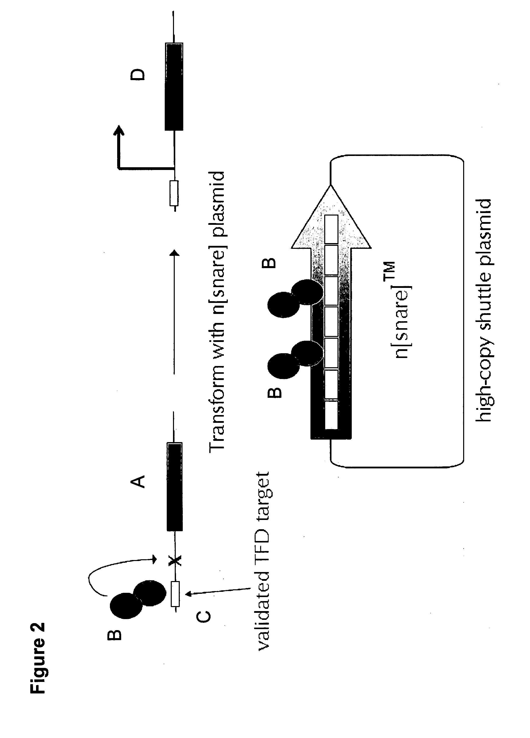 Transcription factor decoys, compositions and methods