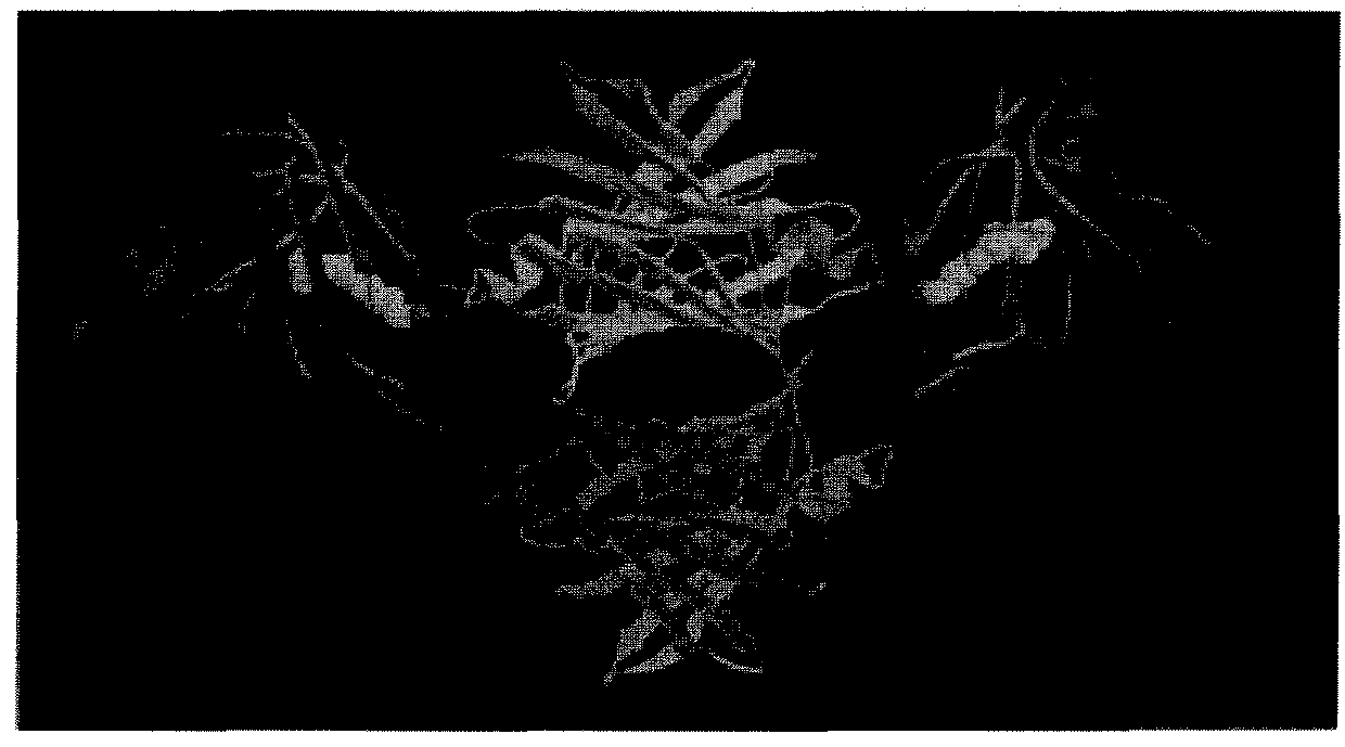 Non-retinoid antagonists for treatment of age-related macular degeneration and stargardt disease