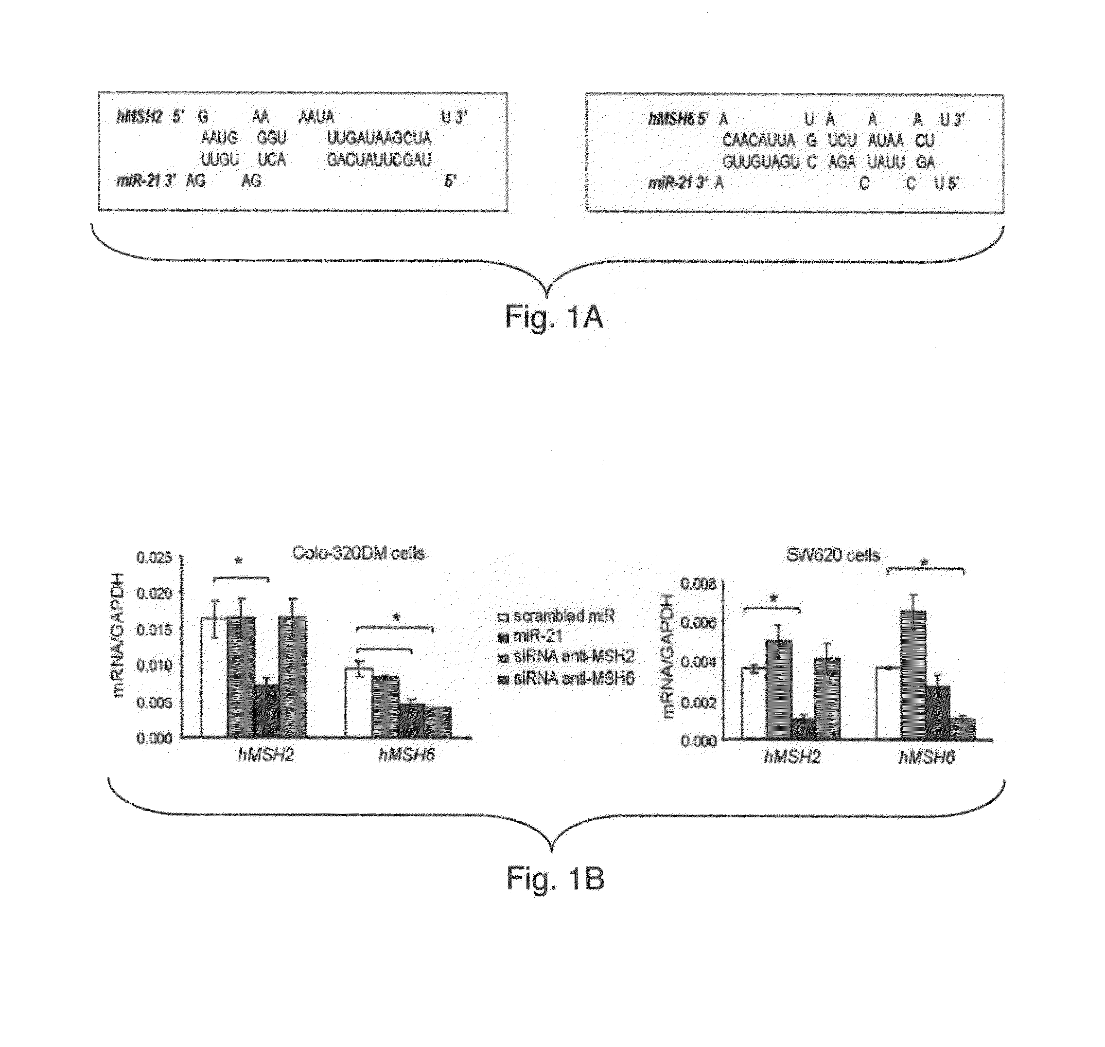 Materials and Methods Related to MicroRNA-21, Mismatch Repair, and Colorectal Cancer