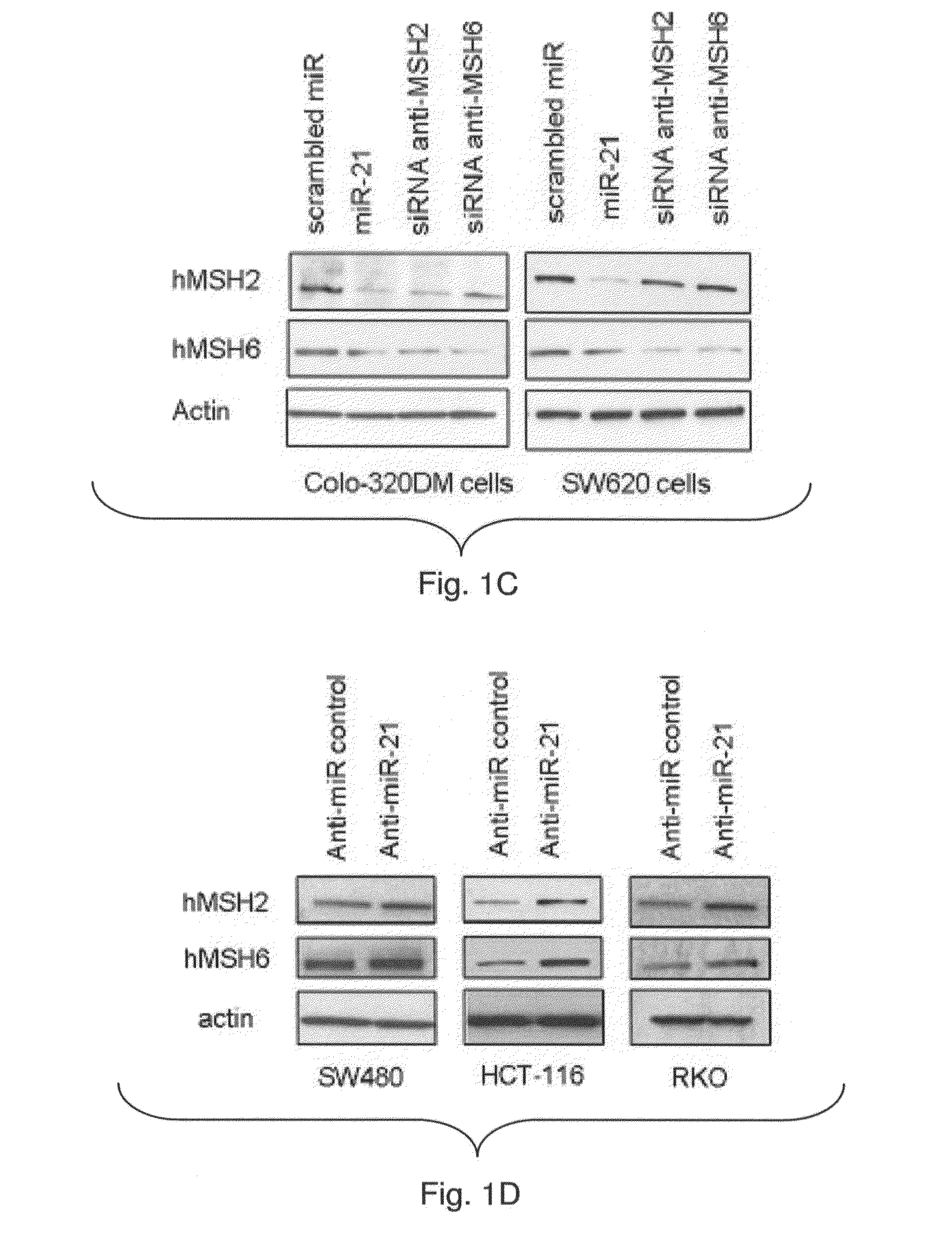 Materials and Methods Related to MicroRNA-21, Mismatch Repair, and Colorectal Cancer