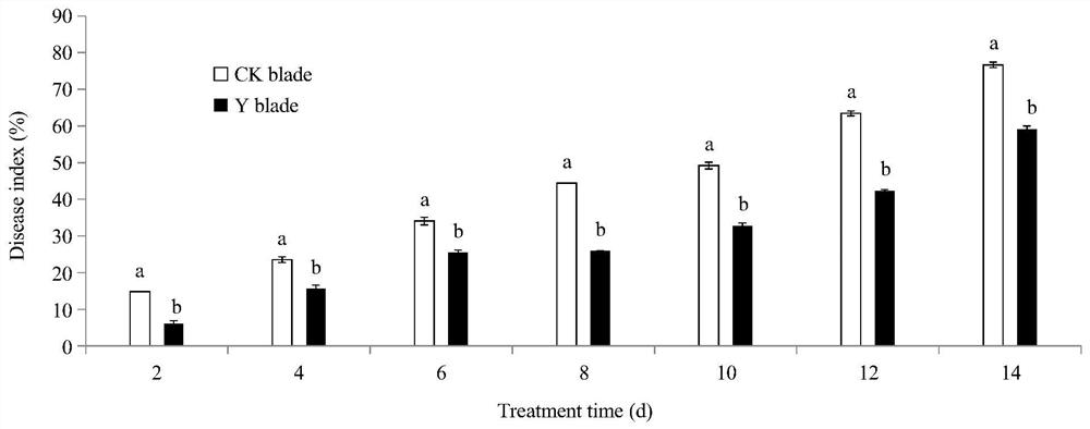 Application of saccharomyces cerevisiae in postharvest disease control, storage and preservation of baby Chinese cabbage