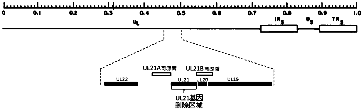 Porcine pseudorabies virus gene deletion strain, vaccine composition, preparation method and application thereof