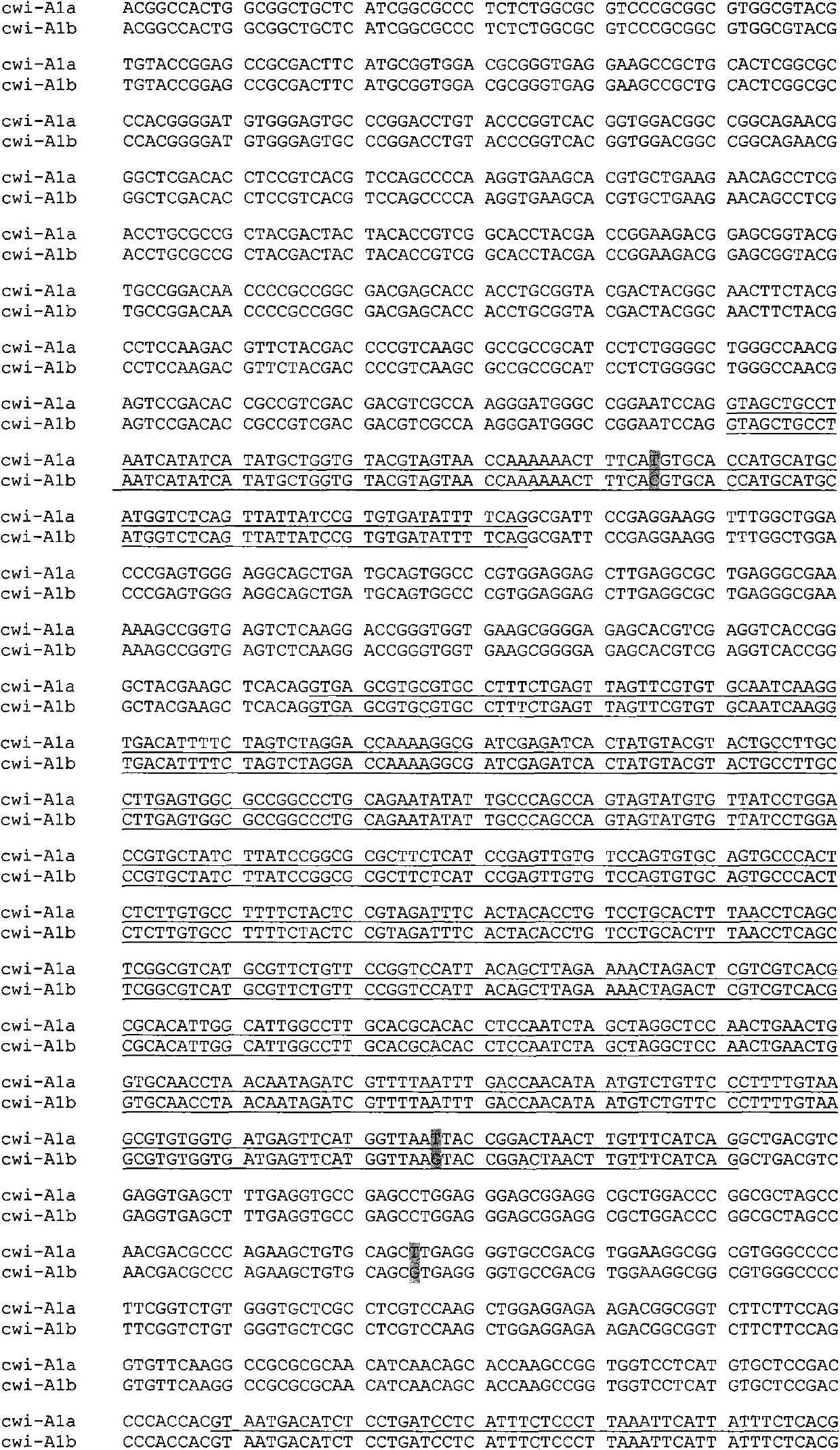 Auxiliary method for identifying wheat with different thousand grain weight properties, and special primer thereof