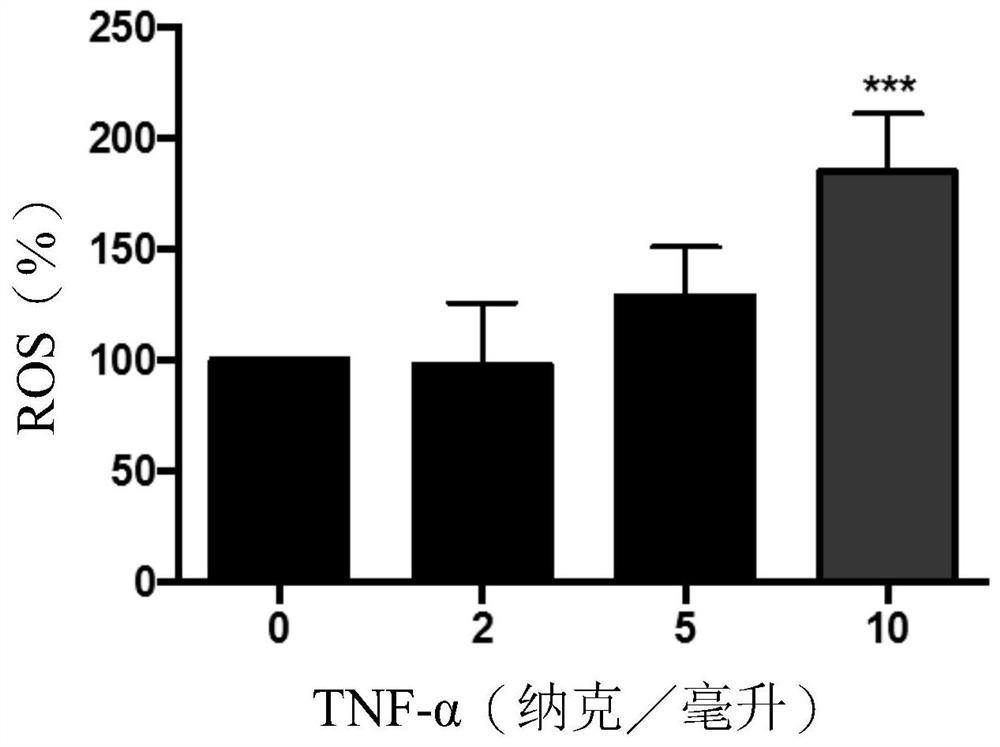 Use of Poria cocos extract and turmoacin for muscle protection
