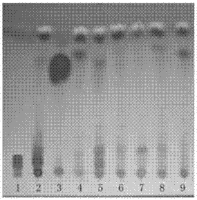 A strain of Inonotus obliquus qd04 and method for transforming Polygonum cuspidatum into resveratrol, triterpene saponins and polysaccharides