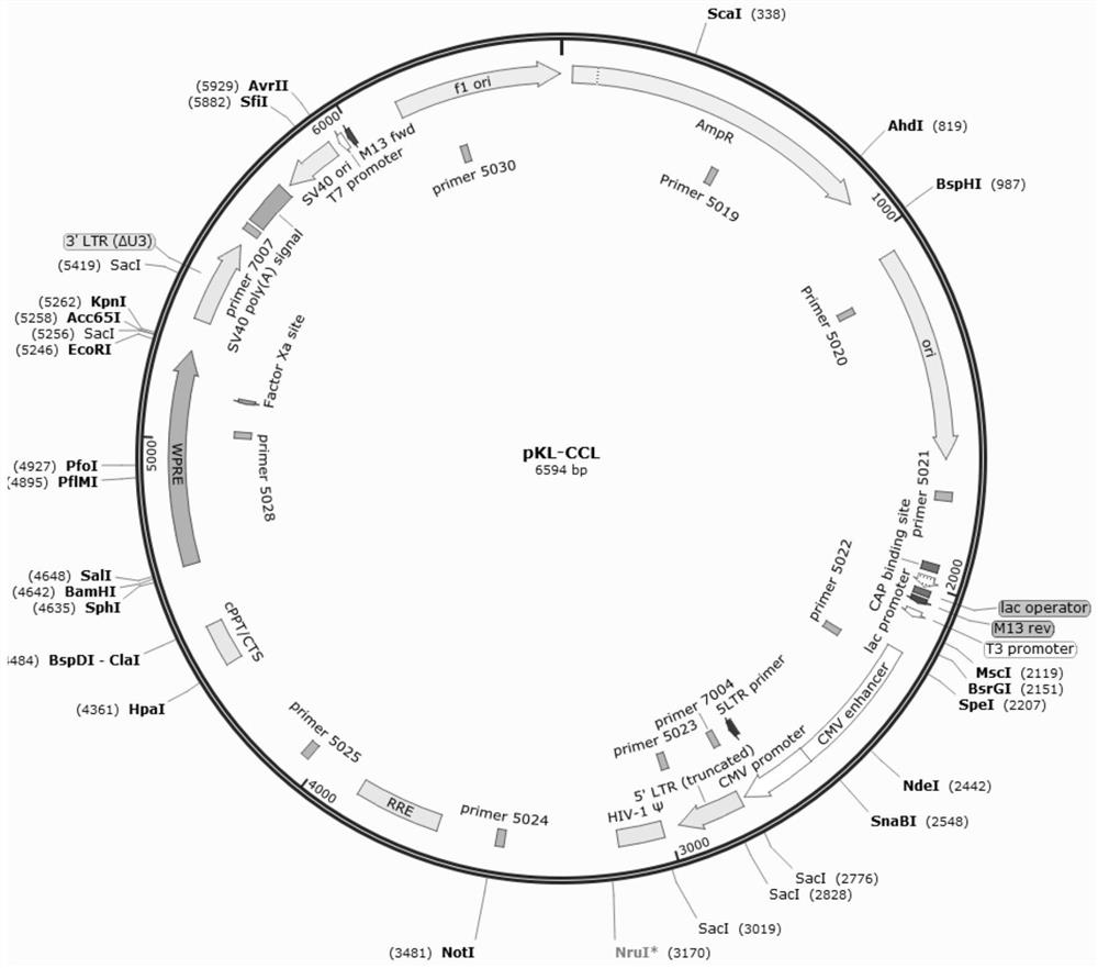 Codon-optimized blood coagulation factor VIII gene and construct comprising codon-optimized blood coagulation factor VIII gene