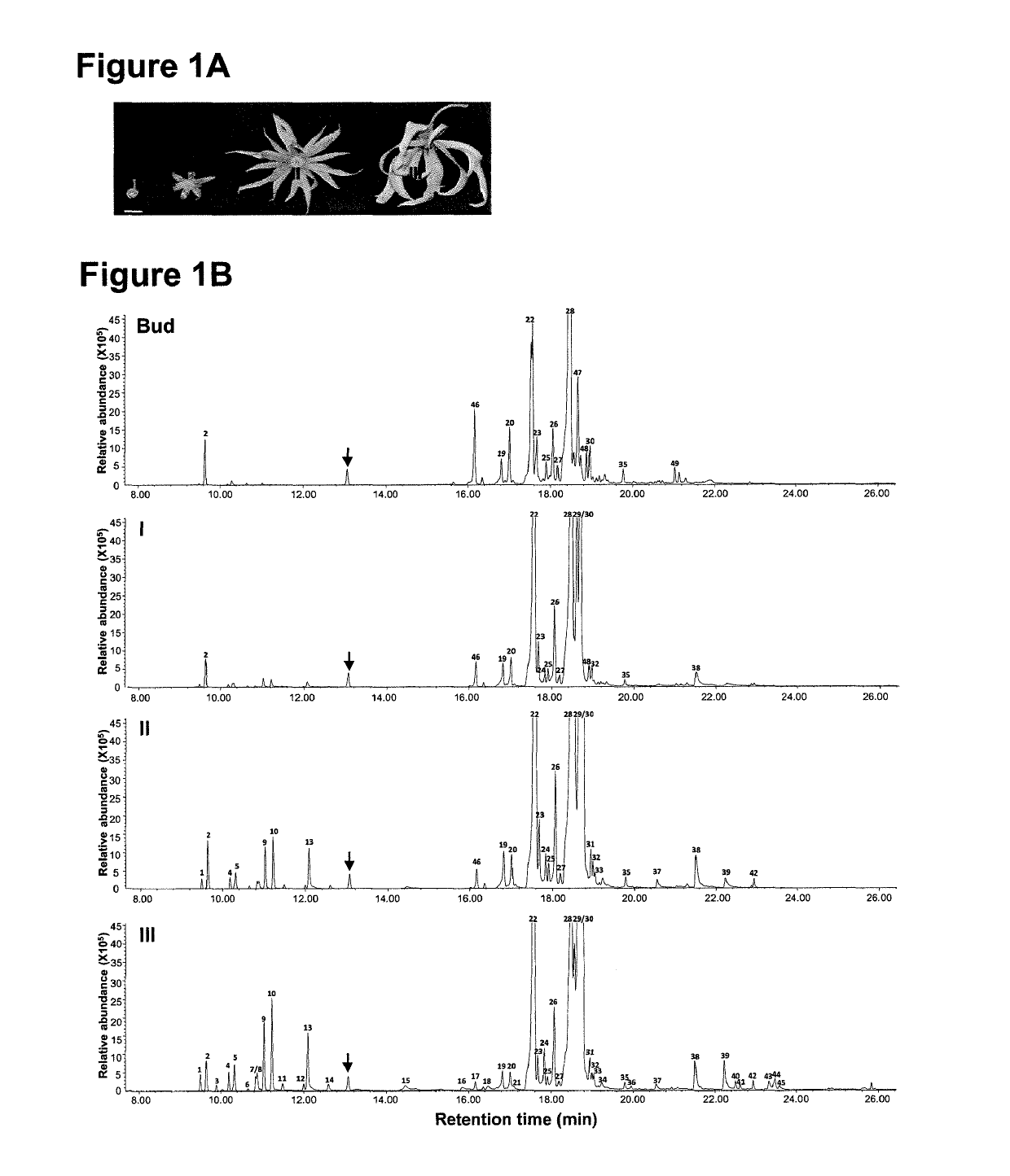 Terpene synthases from ylang ylang (<i>Cananga odorata </i>var. <i>fruticosa</i>)