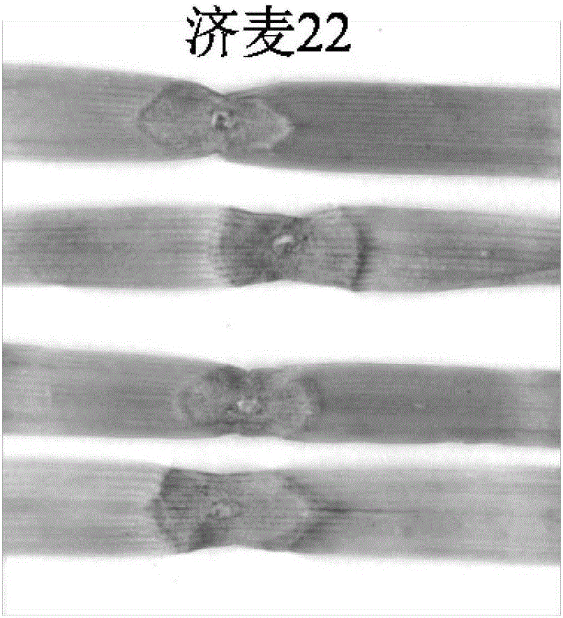 Wheat scab resistance identification method