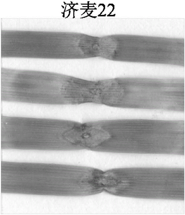 Wheat scab resistance identification method