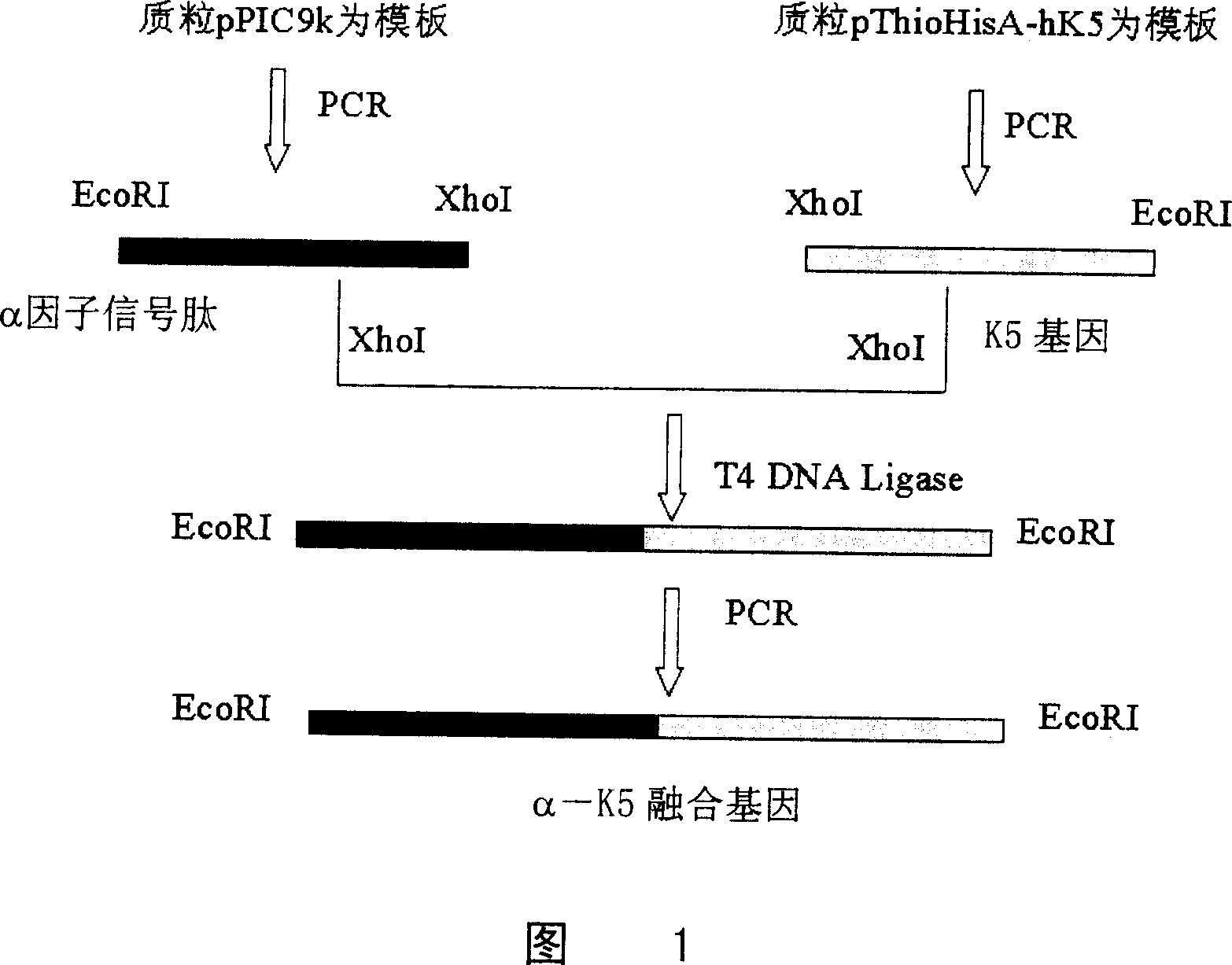 Preparation method of recombinant human plasminogen Kringle 5(hk5)