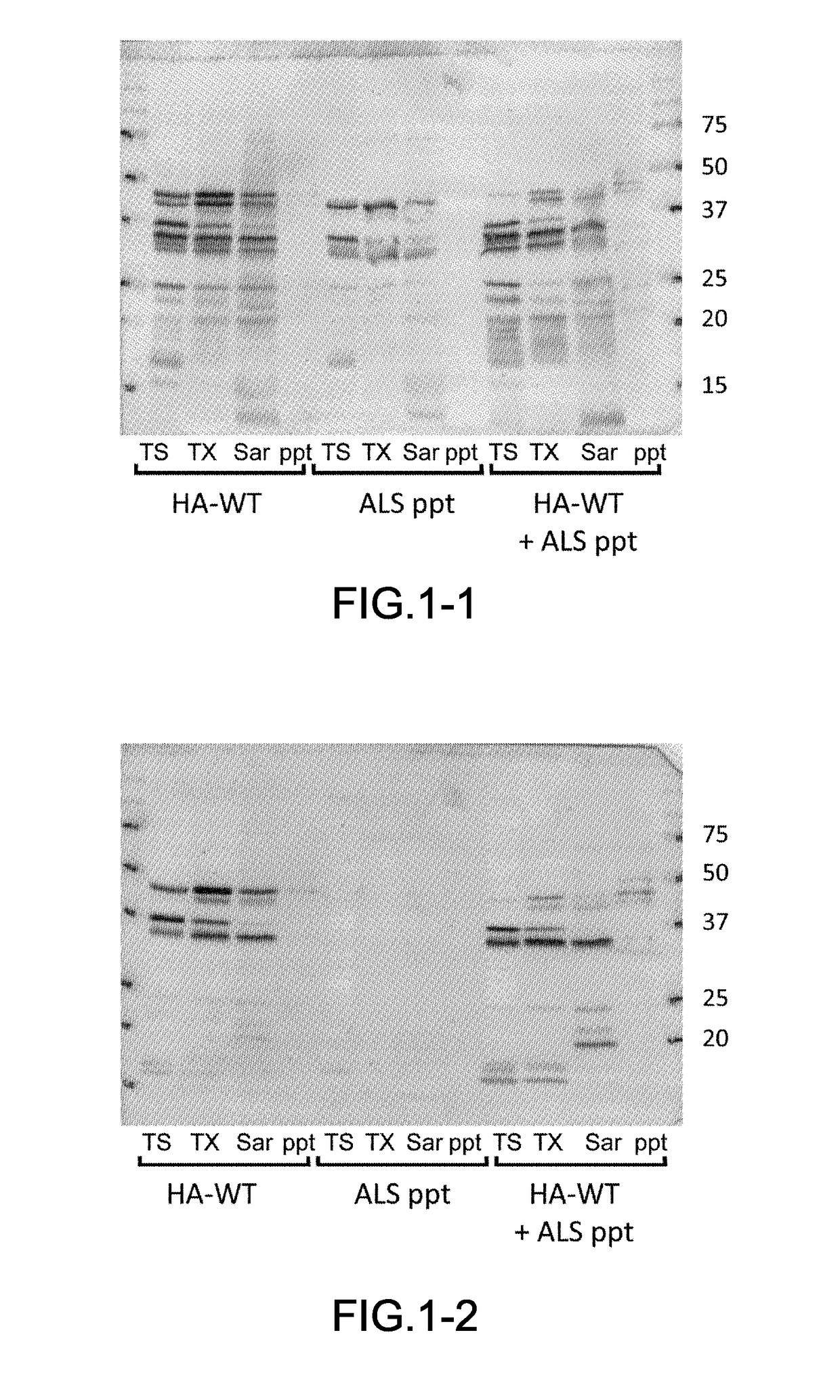 Method for producing insoluble aggregate of neurodegenerative-disease-related protein