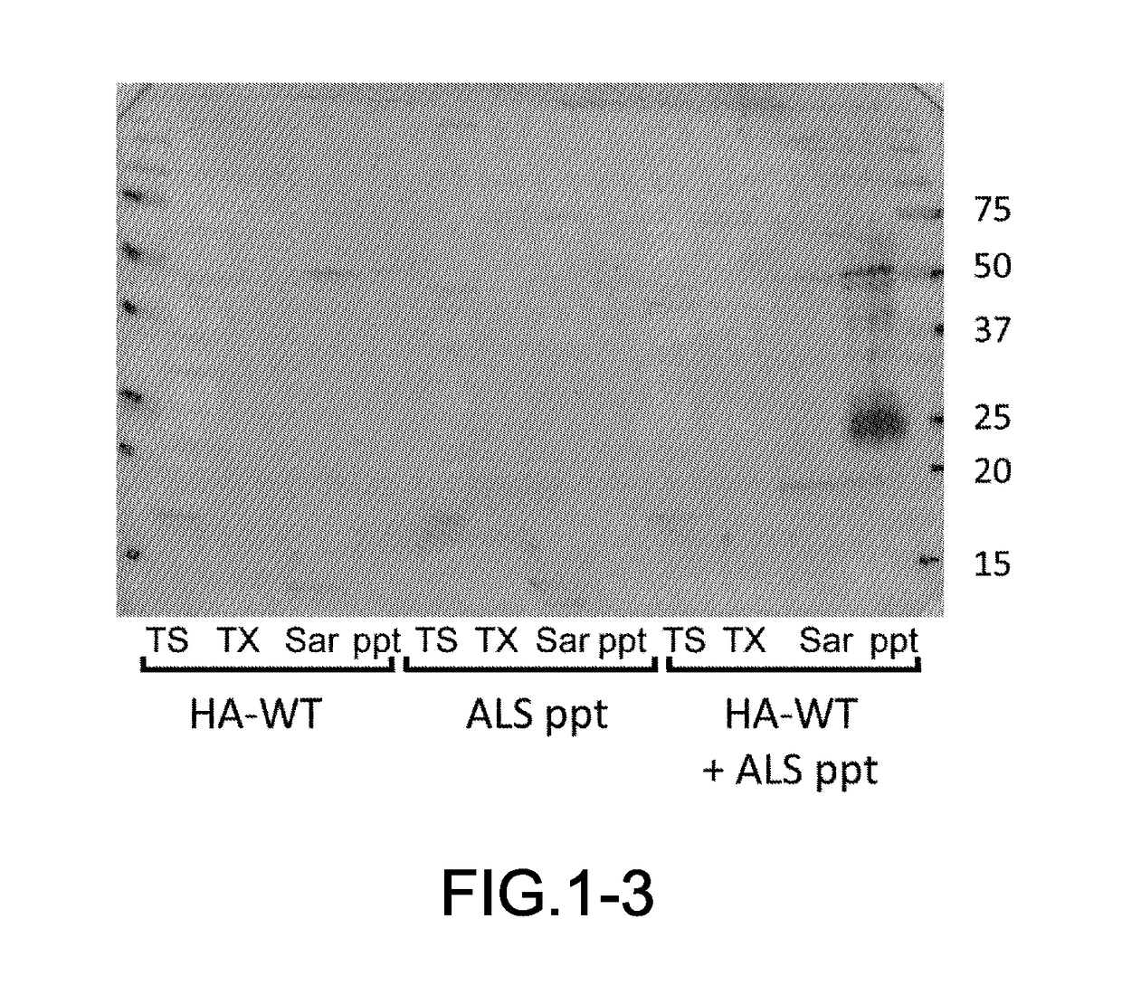 Method for producing insoluble aggregate of neurodegenerative-disease-related protein