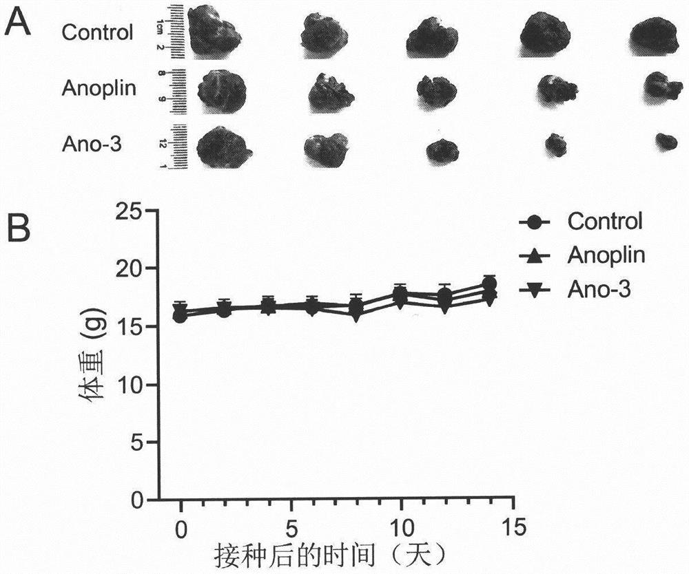 Preparation method and anti-tumor application of conformation-locked melittin Anoplin derivative