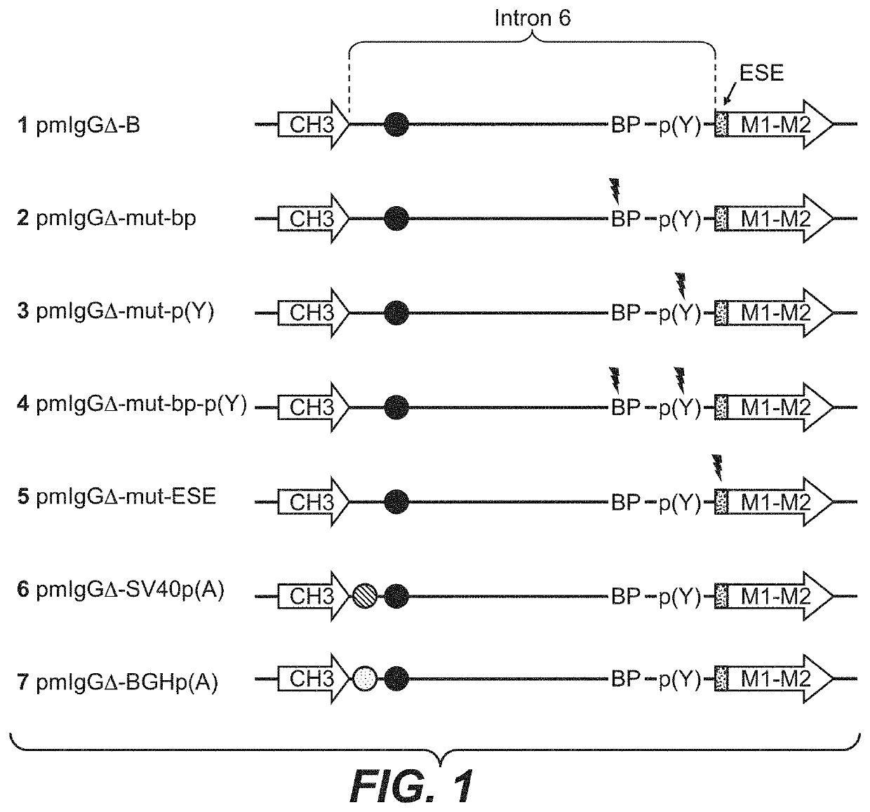 Method for selecting polypeptide producing cells