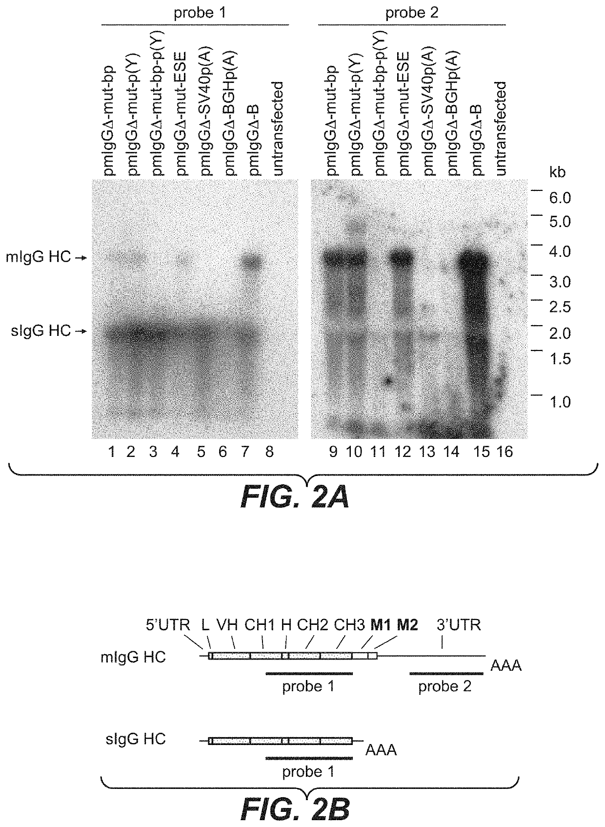 Method for selecting polypeptide producing cells