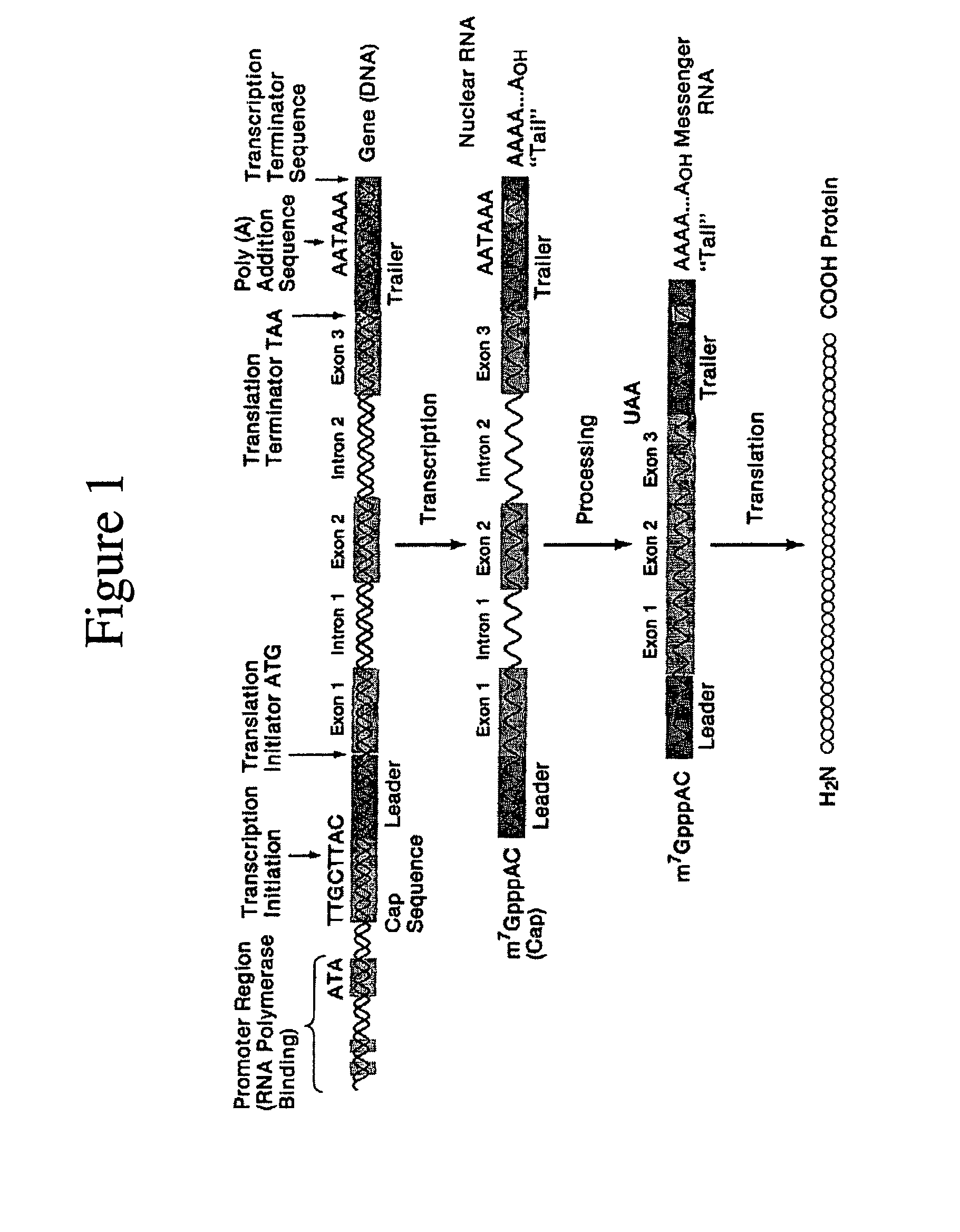 Antibodies specific for NEBR1 and methods of use thereof