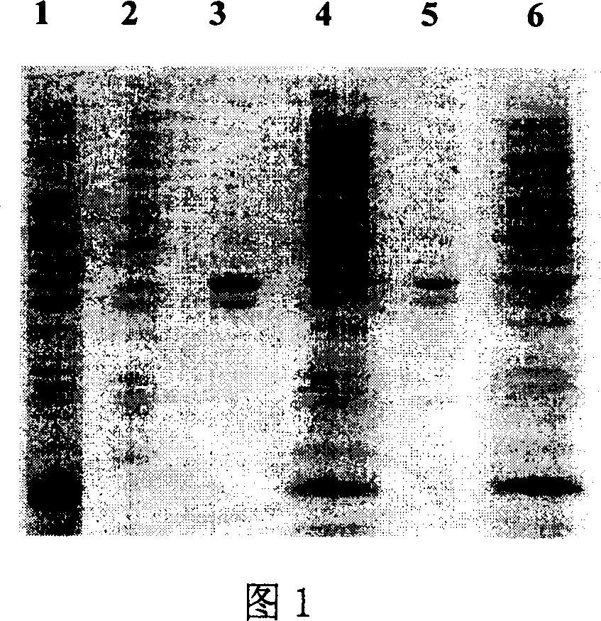 Horny cell growth factor mutant and its preparation method and use thereof