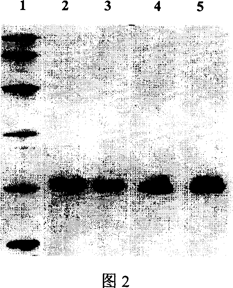 Horny cell growth factor mutant and its preparation method and use thereof