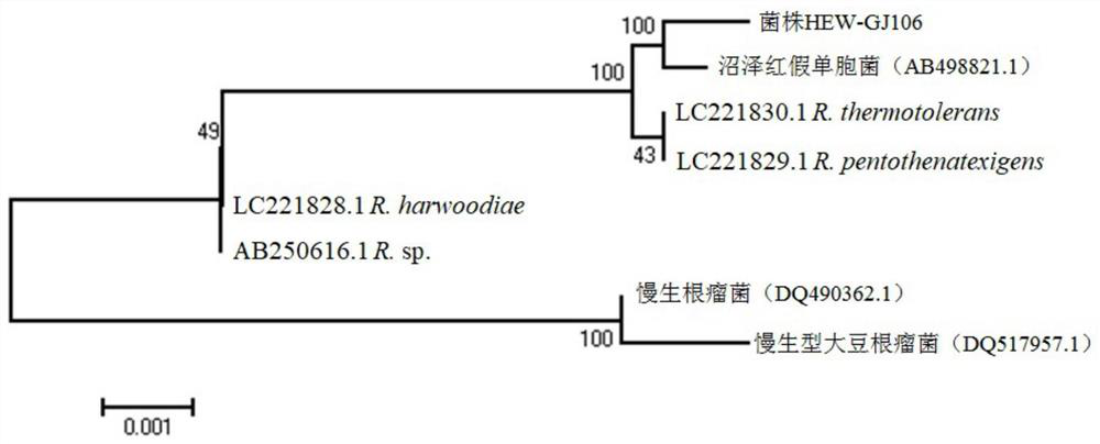 A strain of Rhodopseudomonas palustris hew-gj106 and its application
