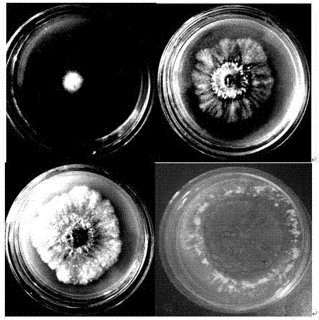 Artificial cultivation method for wild agaricus campestris and application