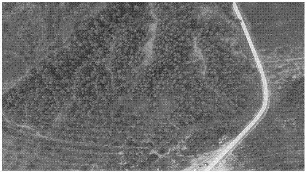 Forest disease and insect pest monitoring and early warning method and system based on UAV image analysis