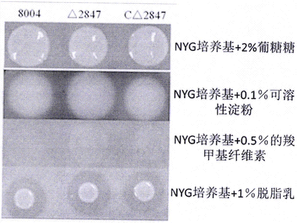 Applications of Xanthomonas pathopoiesis-associated gene