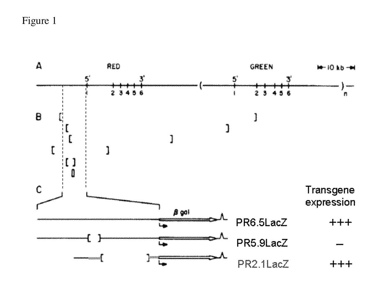 Promoters, expression cassettes, vectors, kits, and methods for the treatment of achromatopsia and other diseases