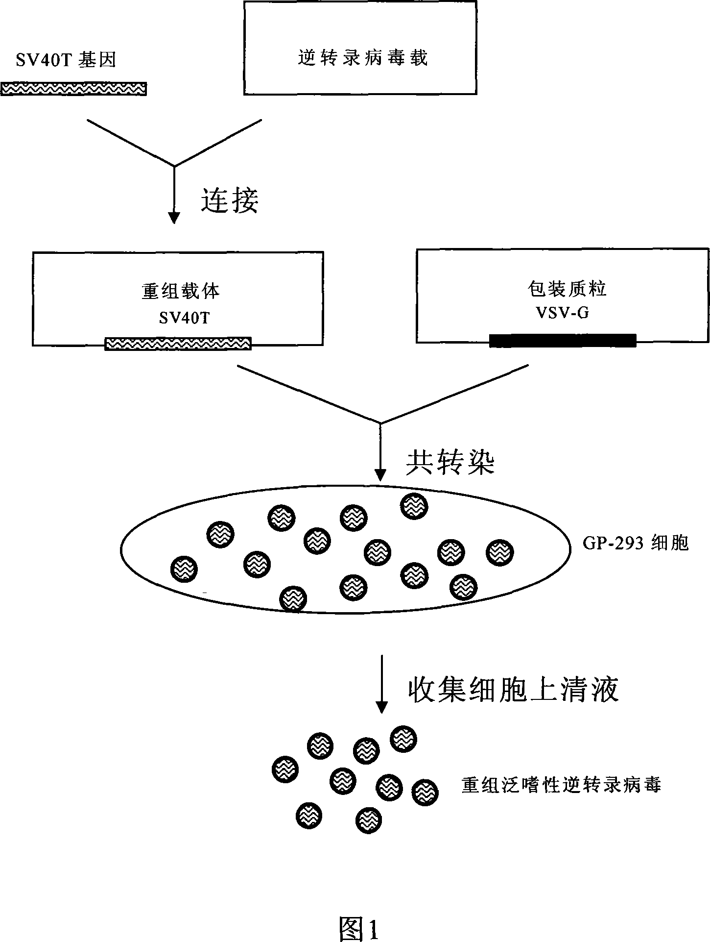 General purpose method for preparing integration type cell immortalization vector