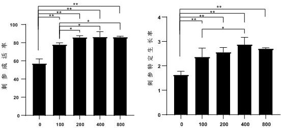 Method for promoting growth of net cage apostichopus japonicus fry through macrophytic algae