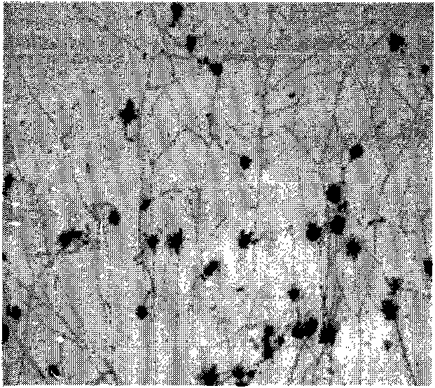 A kind of bacterial strain and degradation method for degrading chlorophyll