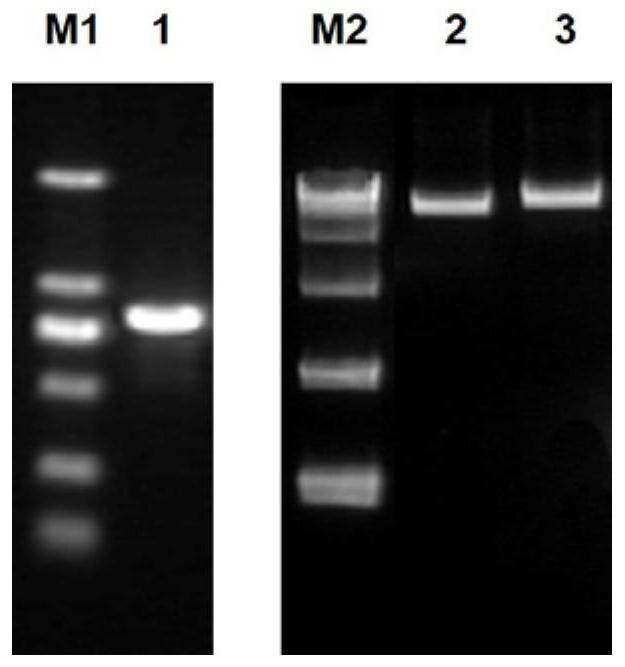 The rooting-promoting gene eosinat5 and its plant expression vector and application