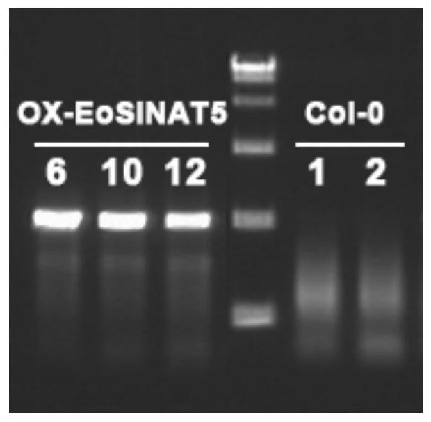 The rooting-promoting gene eosinat5 and its plant expression vector and application