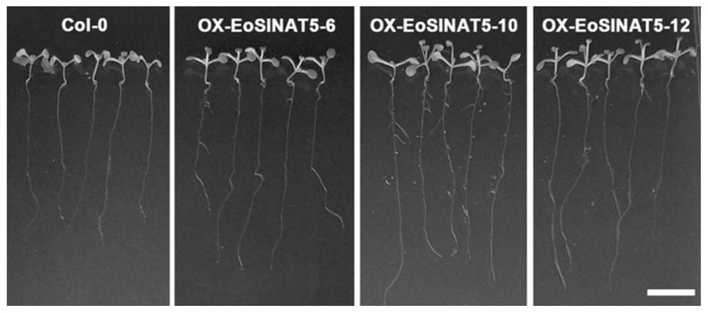 The rooting-promoting gene eosinat5 and its plant expression vector and application