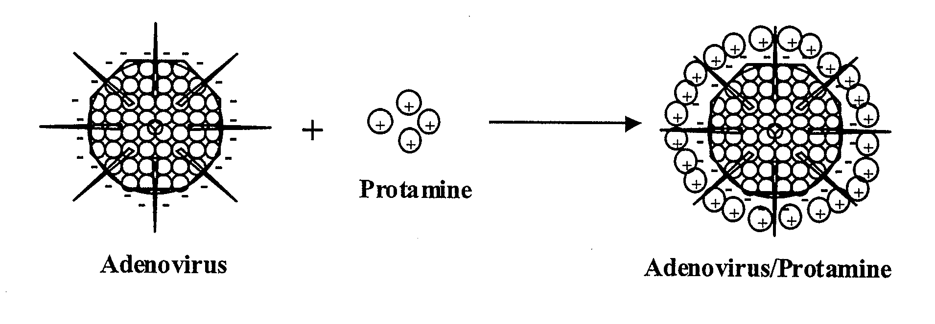 Protamine-Adenoviral Vector Complexes and Methods of Use