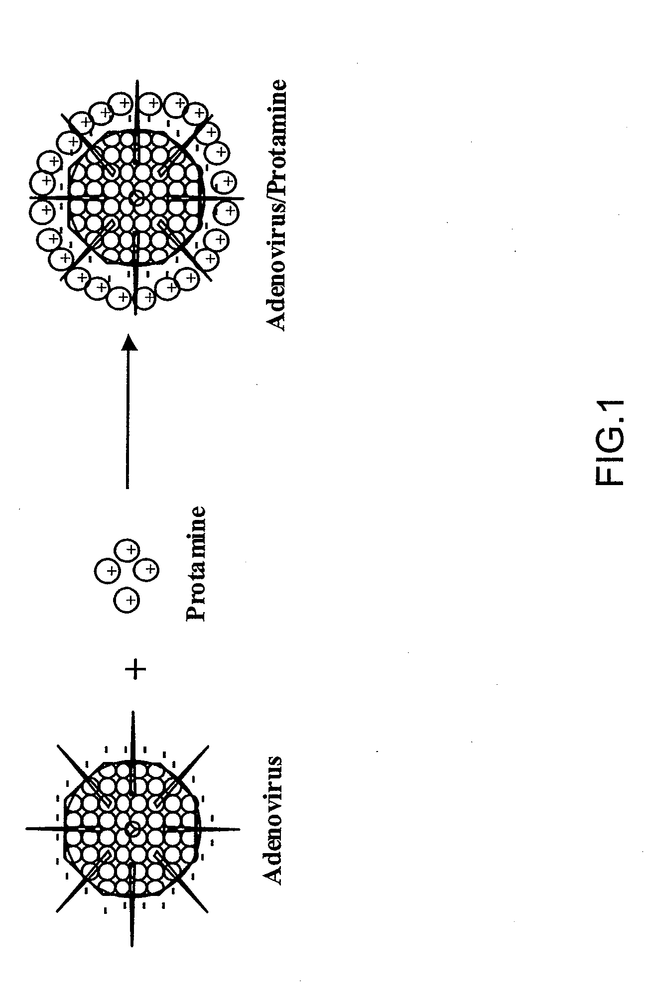 Protamine-Adenoviral Vector Complexes and Methods of Use