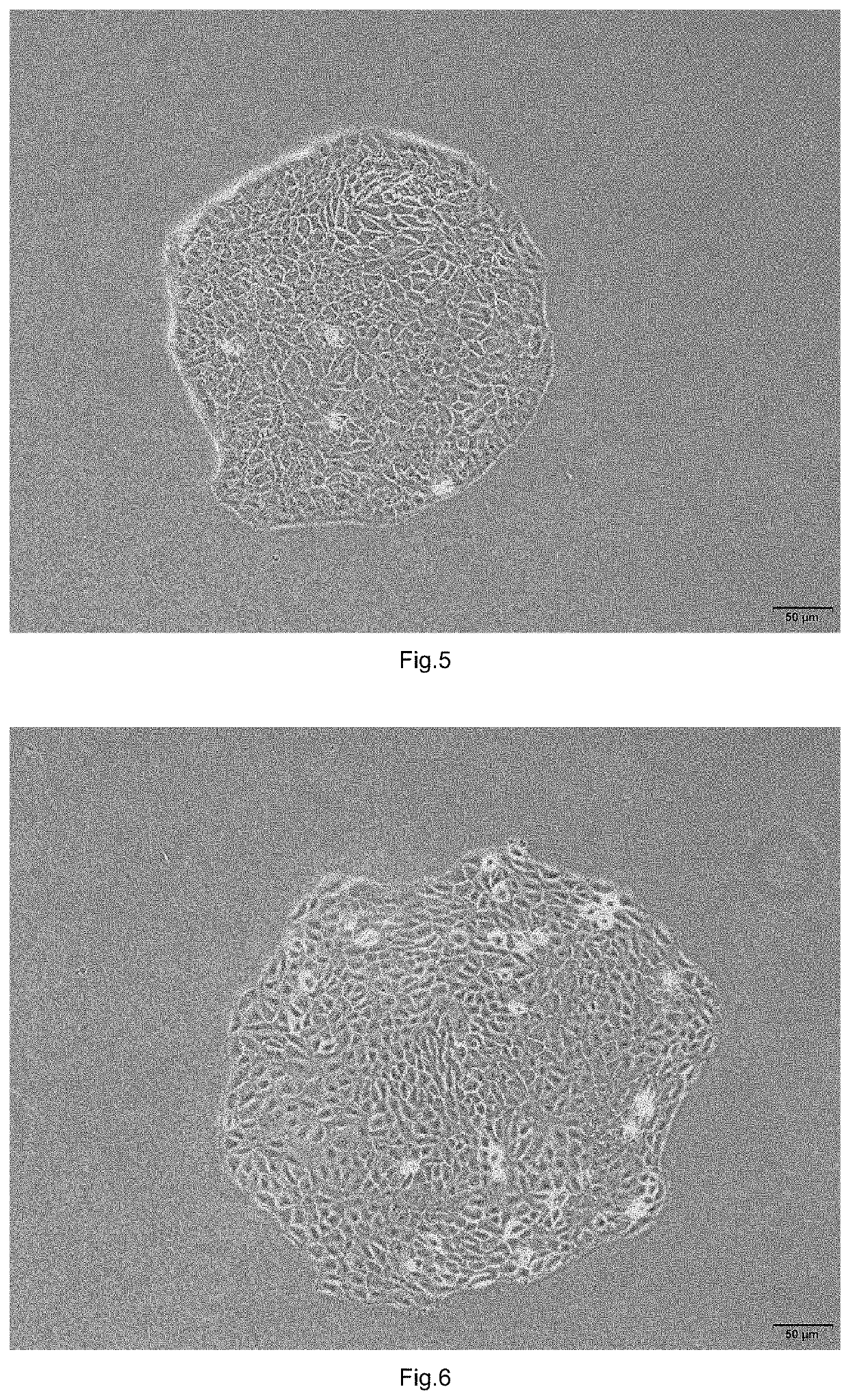 A Cell Model For In Vitro Evaluation Of Compound-Induced Skin Sensitization And A Constructing Method Therefor