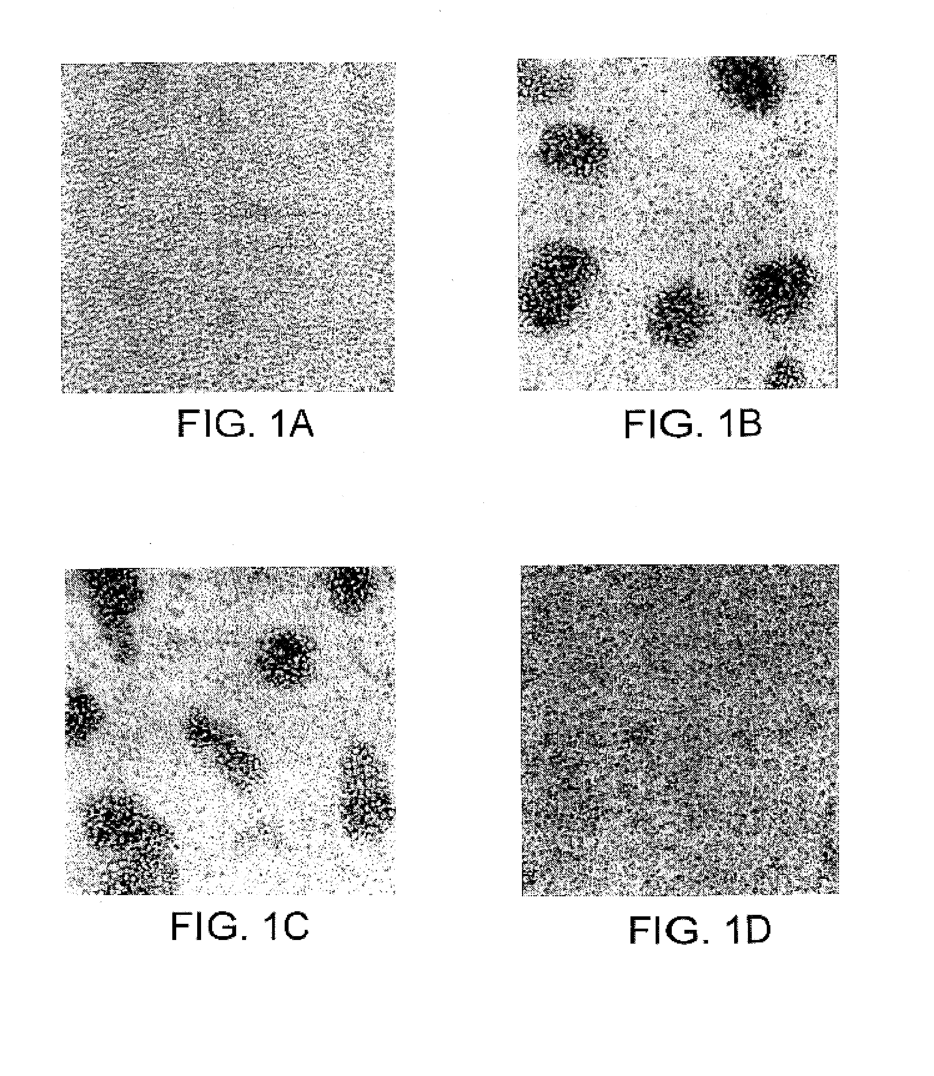 JTT-1 protein and methods of inhibiting lymphocyte activation