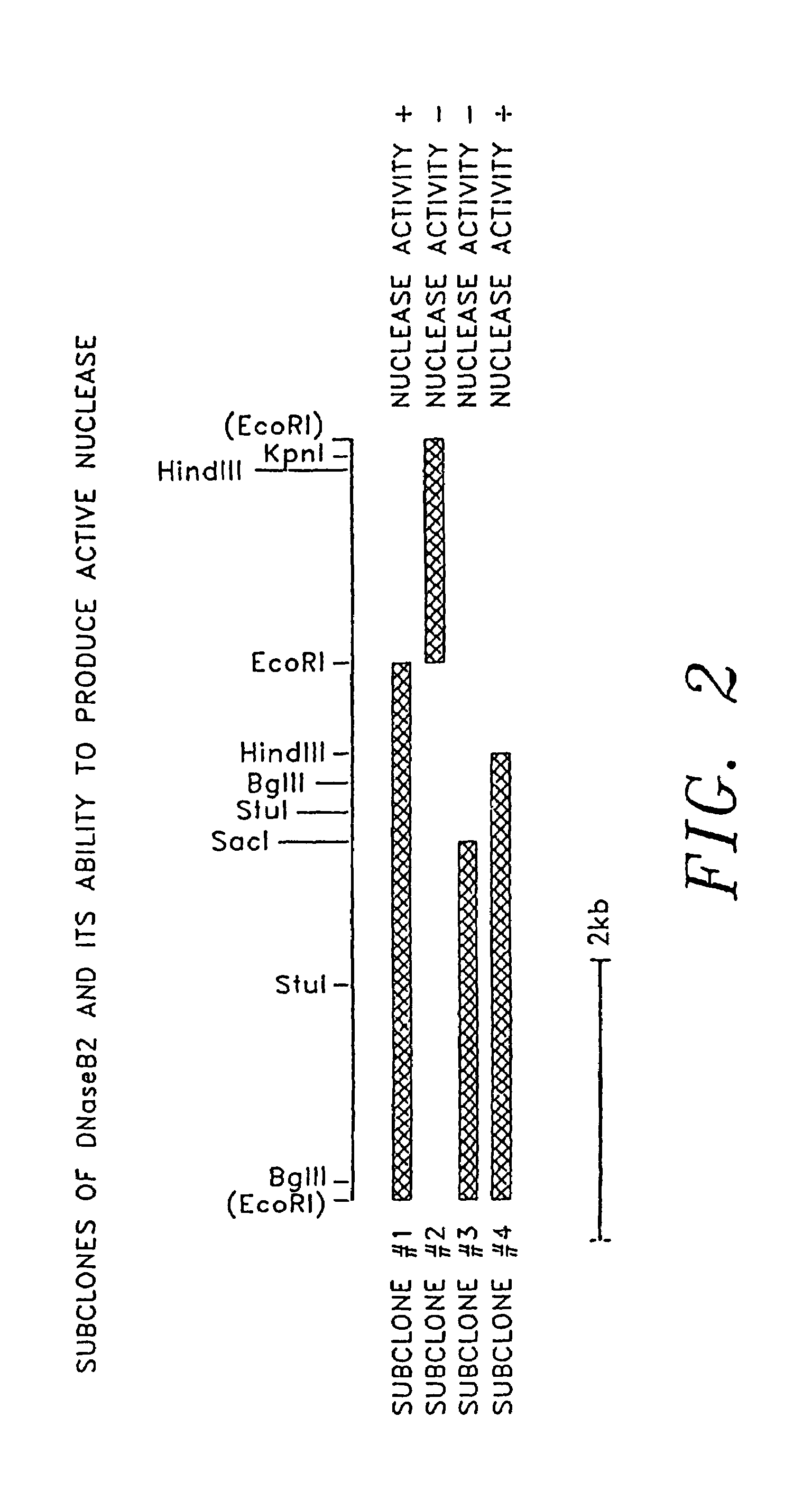 Recombinant DNase B derived from <i>Streptococcus pyogenes </i>