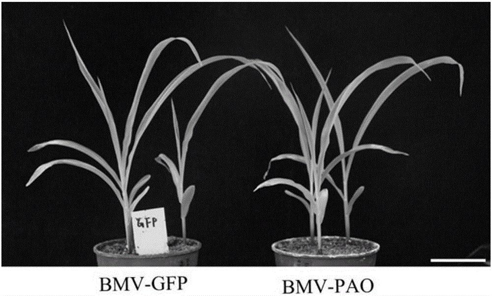 Application of ZmPAO gene in maize dwarf mosaic virus resistance