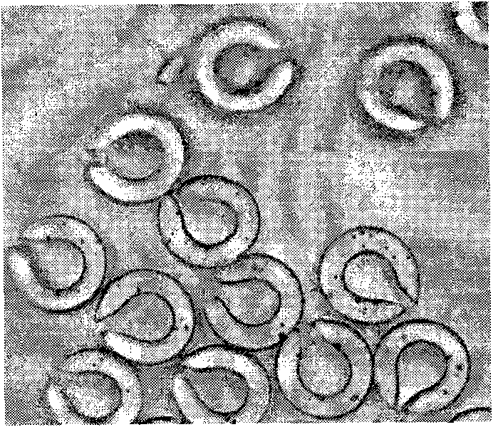Polyester composite fiber and method for producing same