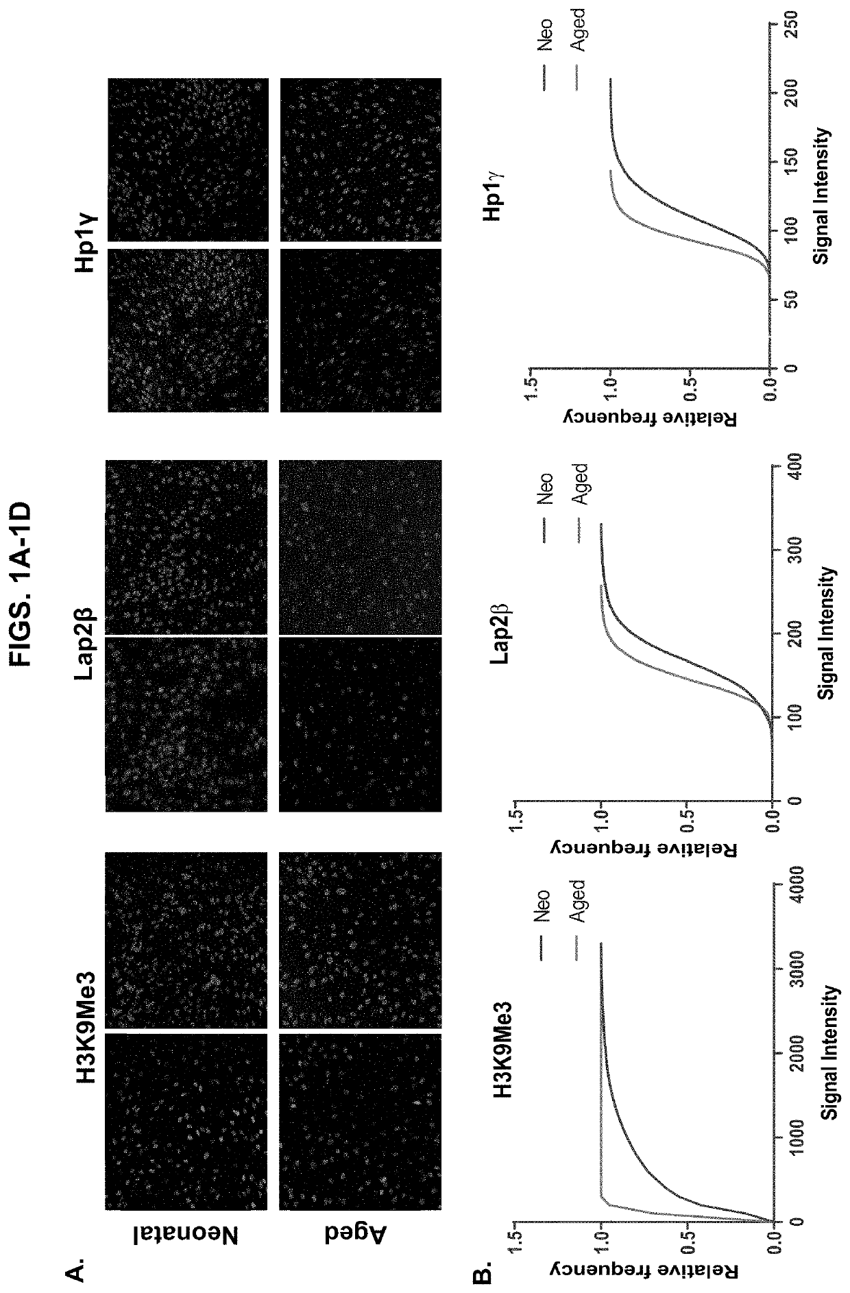 Chemical cocktail for inducing senescence in human neurons to promote disease modeling and drug discovery