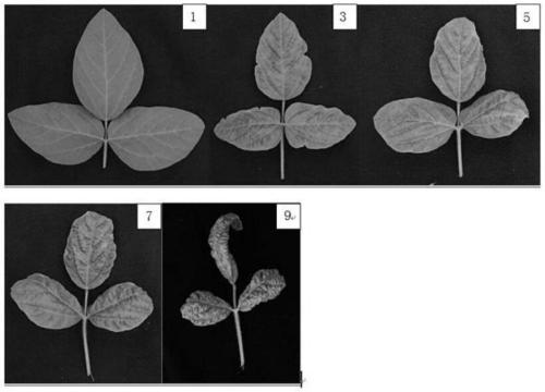 Soybean leaf wrinkling disease field identification method
