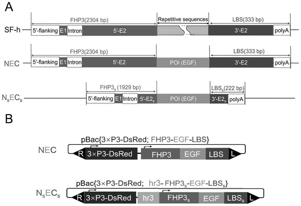 Silkworm silk gland recombinant expression vector for expressing human epidermal growth factor as well as preparation method and application thereof